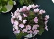 african violet