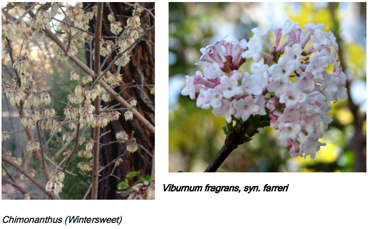 Chimonanthus (Wintersweet) AND Viburnum fragrans, syn. farreri