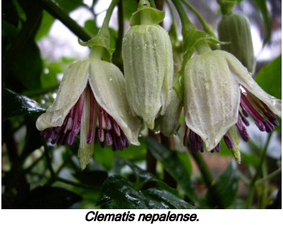 Clematis nepalense.