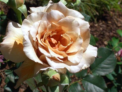 Cluster rose Julia's Rose