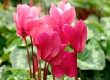 Cyclamen
