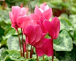 Cyclamen