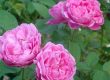 English rose, Mary Rose