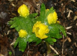 Eranthis hyemalis IWinter Aconiite