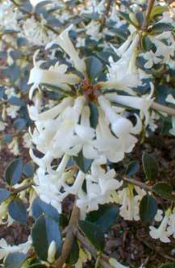 Osmanthus delavayi