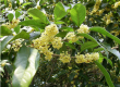 Osmanthus fragrans