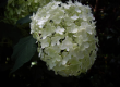 Hydrangea