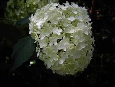 Hydrangea