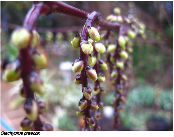 Stachyurus praecox