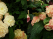 TUBEROUS BEGONIAS