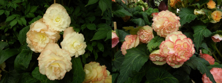 TUBEROUS BEGONIAS