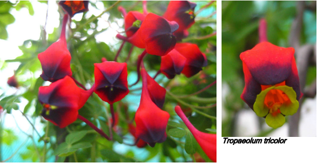 Tropaeolum tricolor