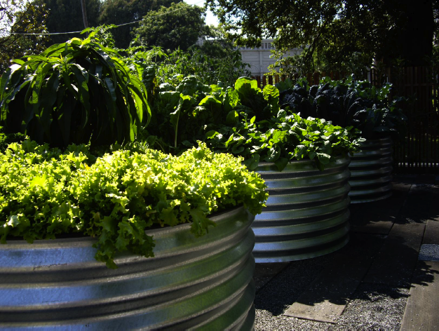 VEGETABLES IN MID SUMMER