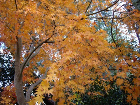 Acer Palmatum