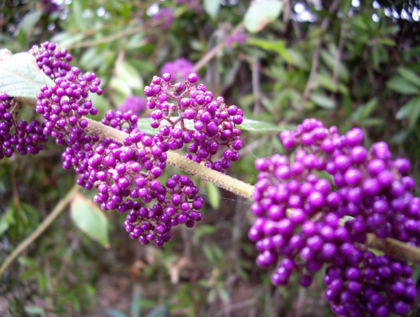 callicarpa bodinieri var.