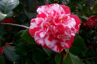 camellia_japonica_emperor_of_russia_variegated