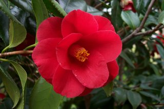 camellia_japonica_moshio