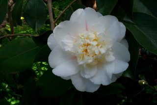 camellia_japonica_shiro_chan