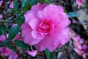 camellia_sasanqua_chansonette