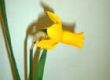 daff2_small