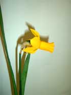 daff2_small