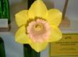 daff_small