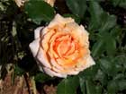 rose1_small
